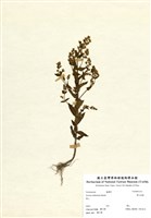 藏品(巒大當藥)的圖片